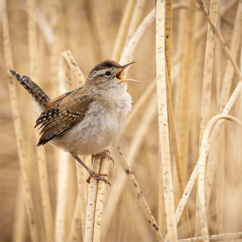 birdfest2025